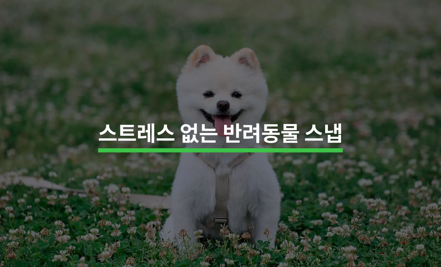 반려동물 스냅과 관련된 썸네일