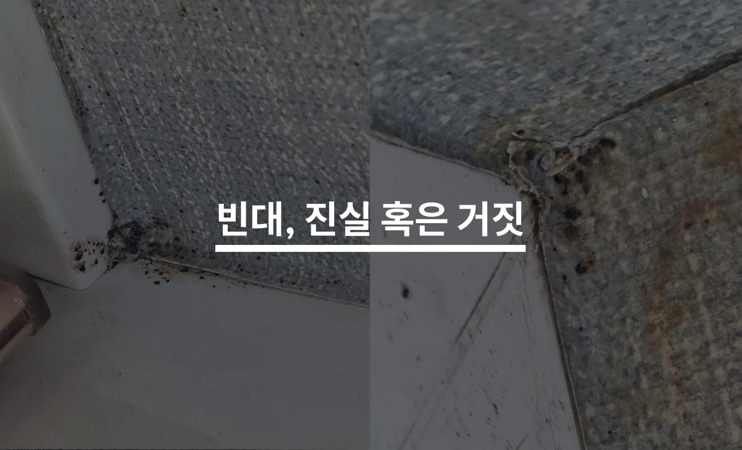 빈대는 어두운 곳을 좋아한다? 빈대 퇴치 팩트체크!