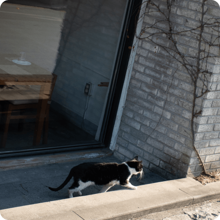 벽돌으로 된 벽을 고양이 한 마리가 걷고있다.