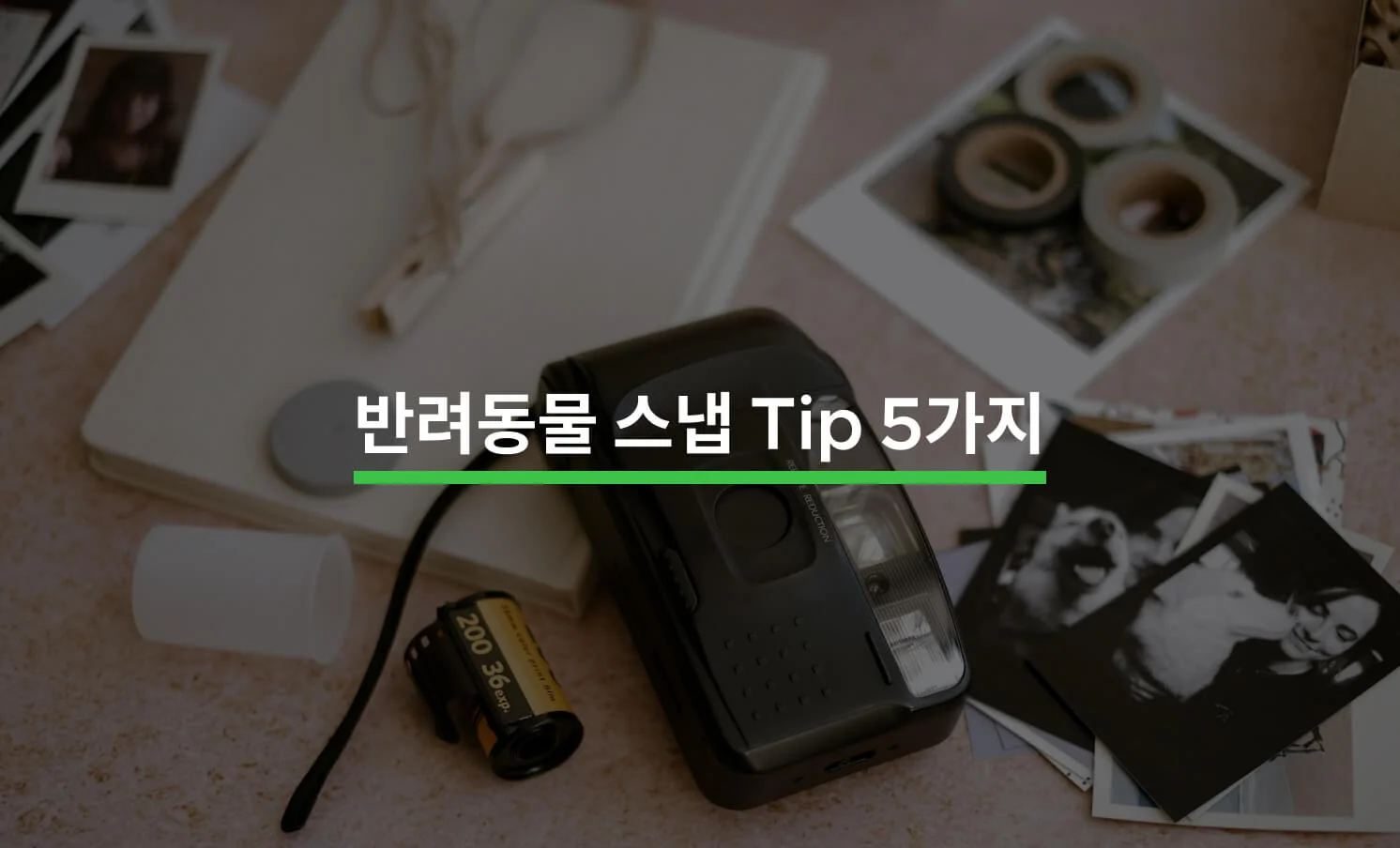 반려동물 스냅 Tip과 관련된 썸네일