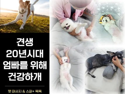 7세이상 노령견 맞춤재활마사지