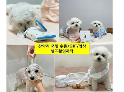 강아지 모델이 직접 제품 영상 제작해드립니다