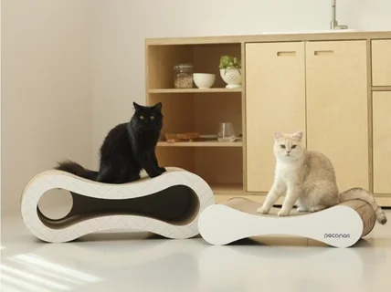 다양한 고양이 모델 두 마리 다묘 모델 고양이 배우