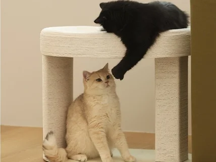 다양한 고양이 모델 두 마리 다묘 모델 고양이 배우
