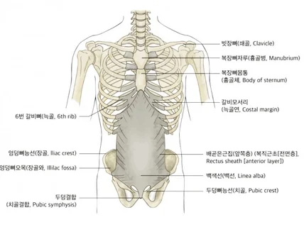 고퀄리티 메디컬,의료,논문 일러스트 제작해 드립니다