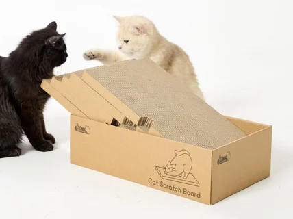 다양한 고양이 모델 두 마리 다묘 모델 고양이 배우