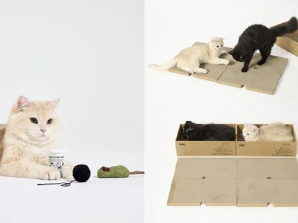 반려동물 룩북 고양이 용품 제품 촬영 + 전문 모델까지