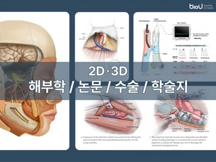 2D, 3D 의과학 전문 분야 피규어 및 일러스트 제작