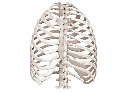 메디컬, 해부학 그림 드로잉 스케치 작업