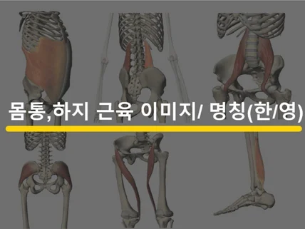 몸통,하지 근육이미지,이름한/영,기능,신경