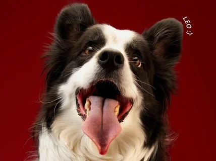 증멍사진/반려동물 프로필 촬영해드립니다.