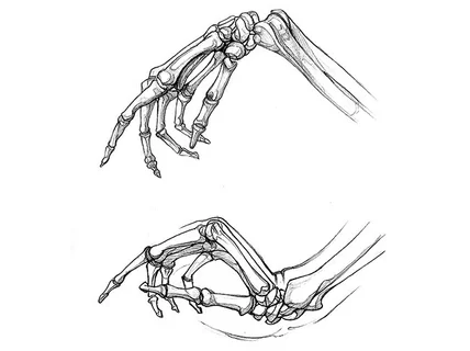 메디컬, 해부학 그림 드로잉 스케치 작업