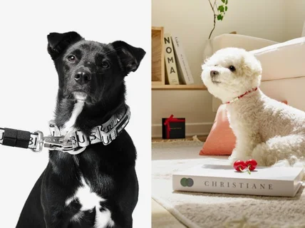 강아지 모델 3마리와 함께 반려동물 브랜드 전문 촬영