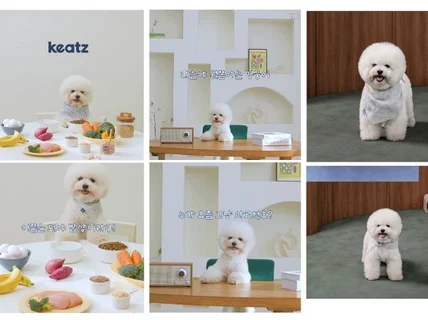 강아지 비숑 모델 강아지 배우 비숑 촬영