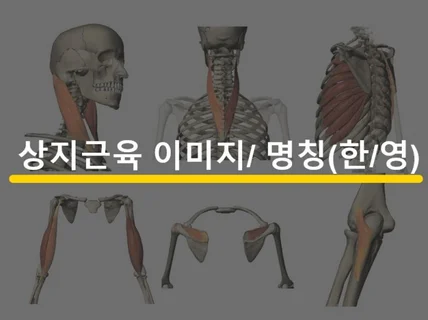 상체근육의 한글,영어 이름/ 기능/ 신경지배를 한번에