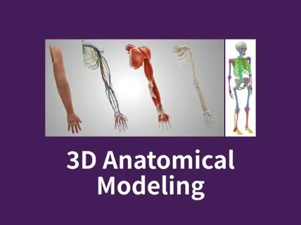 인체해부도 3D 모델링
