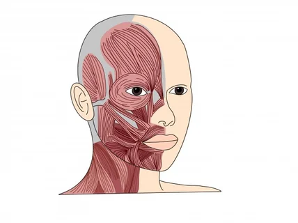 의료인이 직접 그리는 정확하고 깔끔한 일러스트