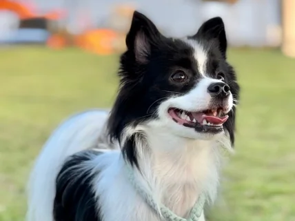 소형견 중형견 강아지 모델 장모 애견 모델