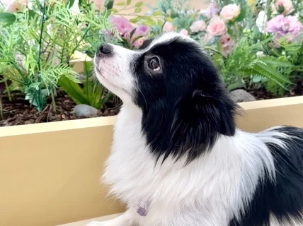 소형견 중형견 강아지 모델 장모 애견 모델