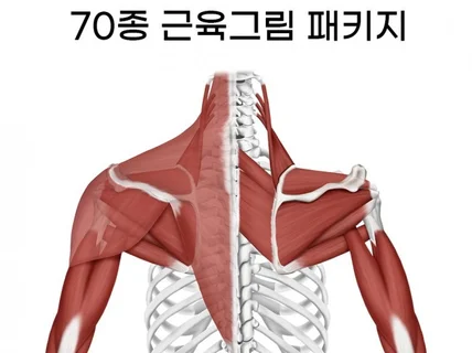 70종 근육일러스트 확장판 패키지