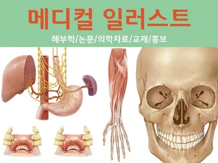 메디컬 일러스트 의학서적 해부학 의학논문 의학교