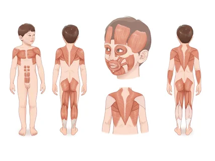 메디컬 일러스트 의학서적 해부학 의학논문 의학교