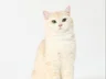 고양이 모델 고양이 배우 단모 브리티쉬 숏헤어모델