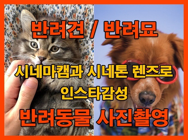 나와 영원히 가는 반려동물 나의 가족처럼 예쁘게 촬영