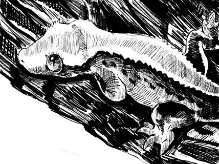 사랑스러운 반려동물 초상화 그려드립니다