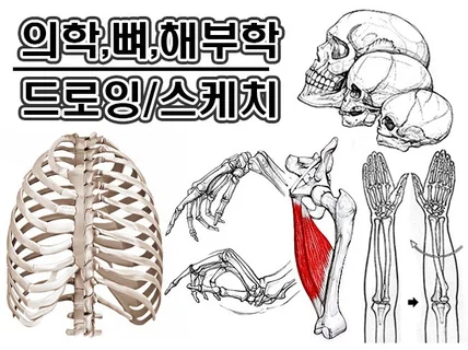 메디컬, 해부학 그림 드로잉 스케치 작업