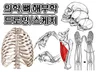 의학 메디컬 / 해부학 그림 드로잉 스케치 작업