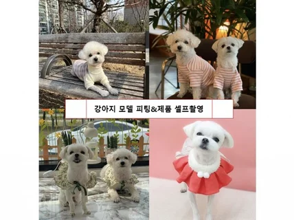 강아지모델이 직접 피팅/제품 셀프촬영 해드립니다