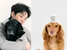 반려동물 룩북 강아지 대형견 제품 촬영+ 전문 모델까지