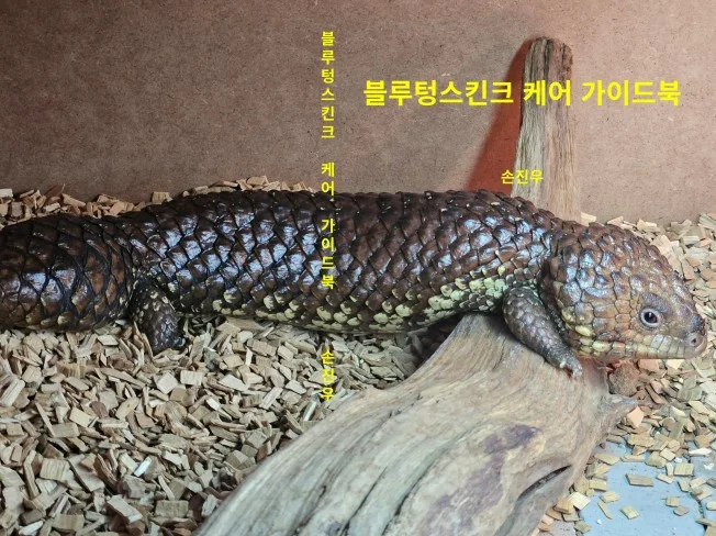 5. 블루텅스킨크 케..