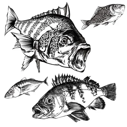 포트폴리오-피싱업체 물고기 라인드로잉