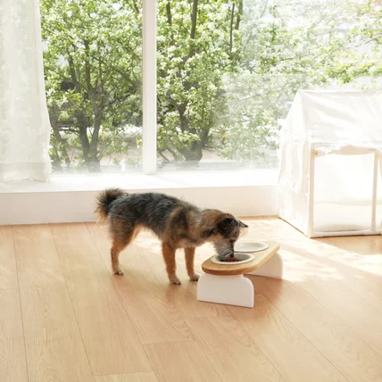 포트폴리오-[기획/섭외/촬영] 장수연구소 강아지 고양이 식기 밥그릇 제품 연출 촬영