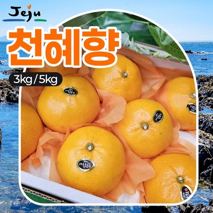포트폴리오-제주도 천혜향,한라봉,레드향