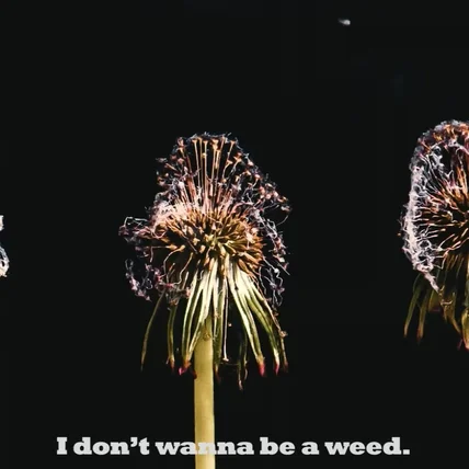포트폴리오-I don't wanna be a weed