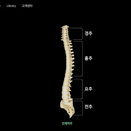 포트폴리오-영진제약 의학  프로그램 내 이미지 및 아나토미 소스 제작