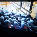1인*****_썸네일