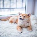 코*****_썸네일