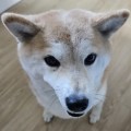 das*****_썸네일