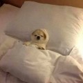더*****_썸네일